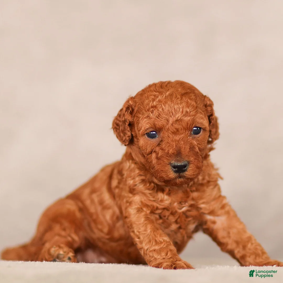 Standard Poodle dogs for sale: Bandit Poodle Puppy  - Ad 2