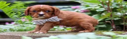 Cavalier King Charles Spaniel dogs for sale: Rusty - Ad 3