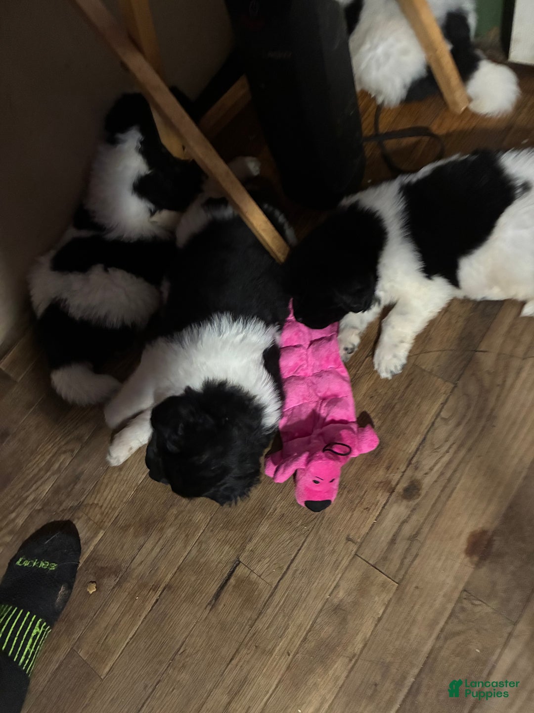 Newfoundland dogs for sale: Newfoundland Puppy 3 - Ad 22
