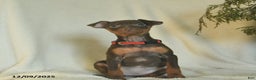 Miniature Pinscher dogs for sale: Lily  - Ad 3