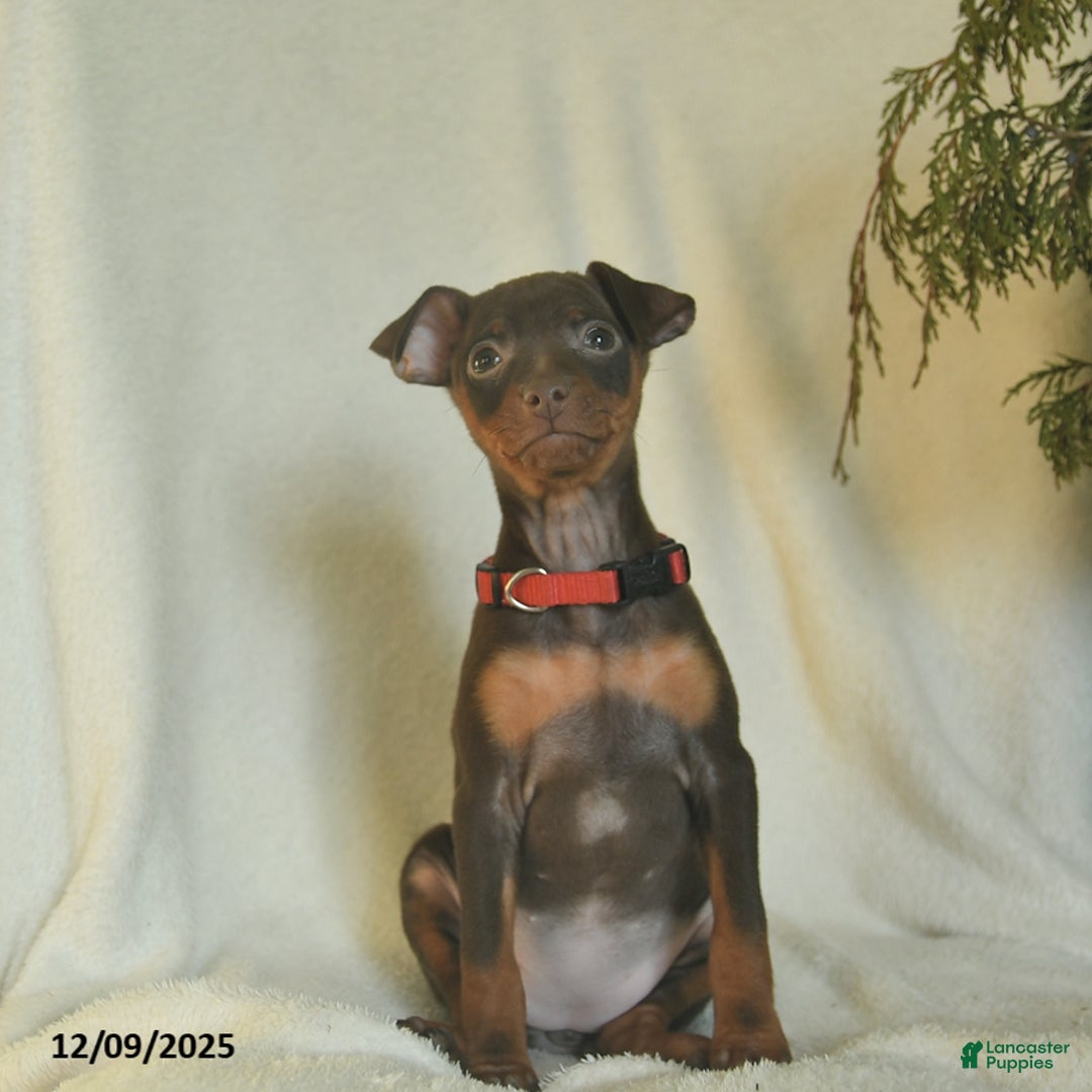Miniature Pinscher dogs for sale: Lily  - Ad 3