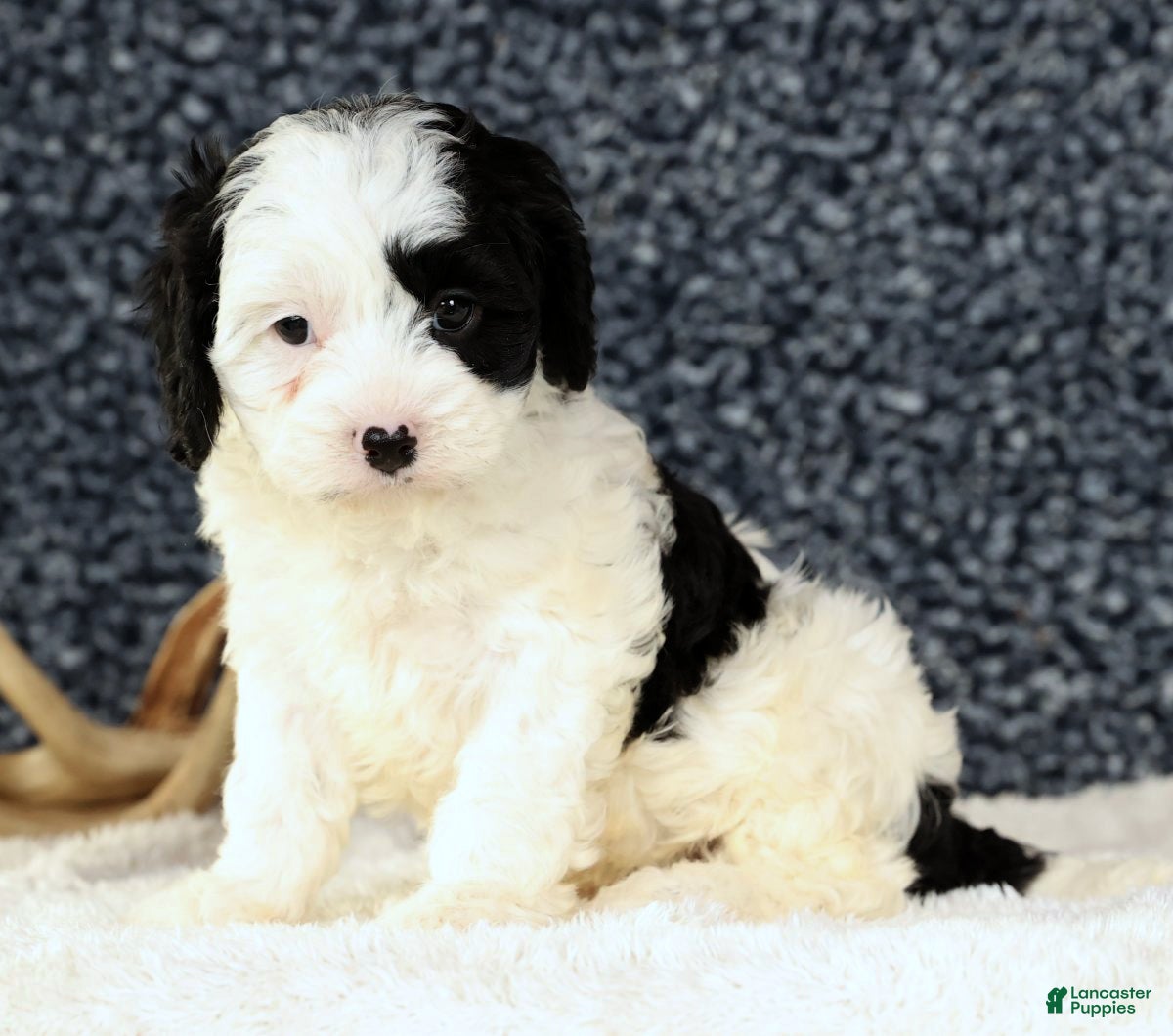 Cavapoo dogs Bently - Ad 37