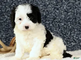 Cavapoo dogs Bently - Ad 36