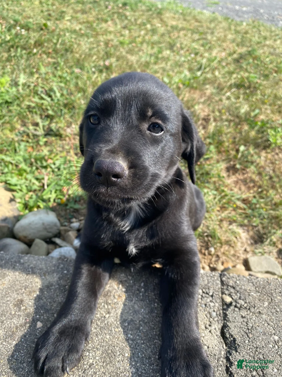 Mixed Breed dogs for sale: Hank - Ad 8