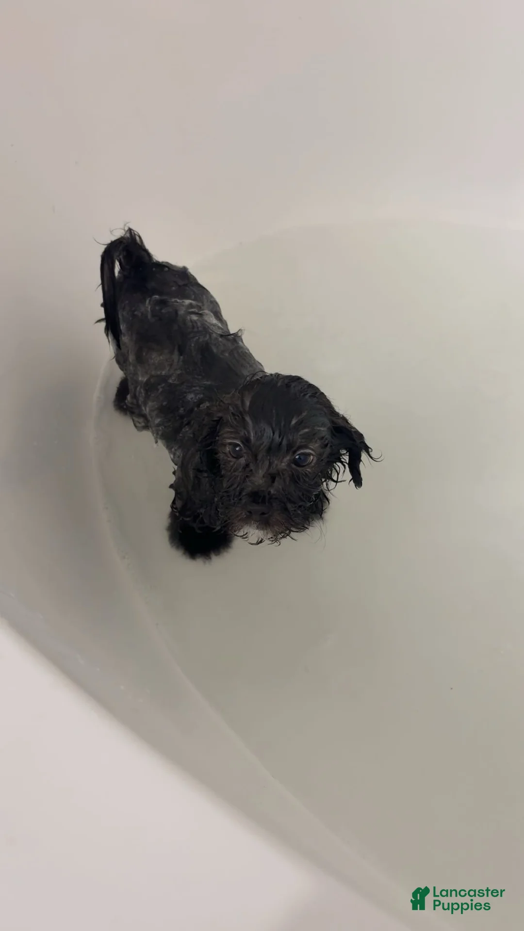 Yorkiepoo dogs for sale: Tinkerbell - Ad 3