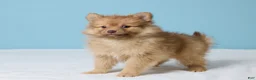 Pomeranian dogs for sale: Timmy - Ad 5