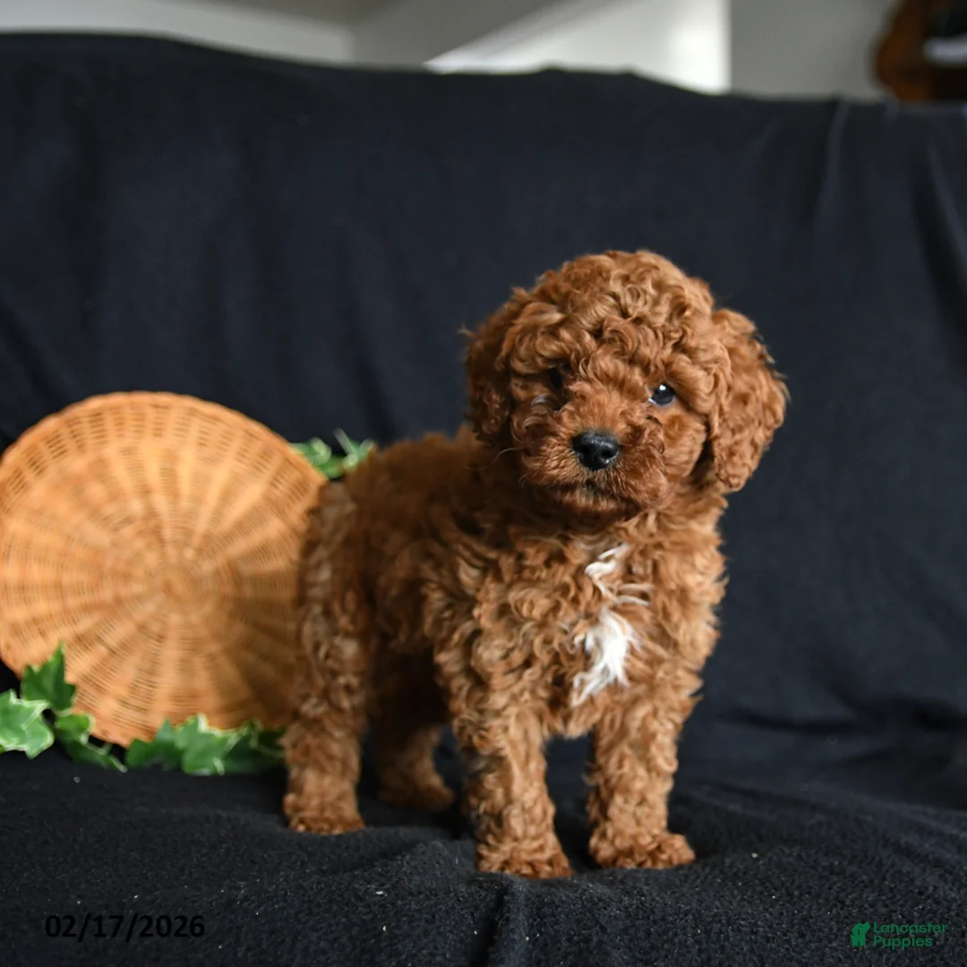 Toy Poodle dogs for sale: Scout - Ad 1