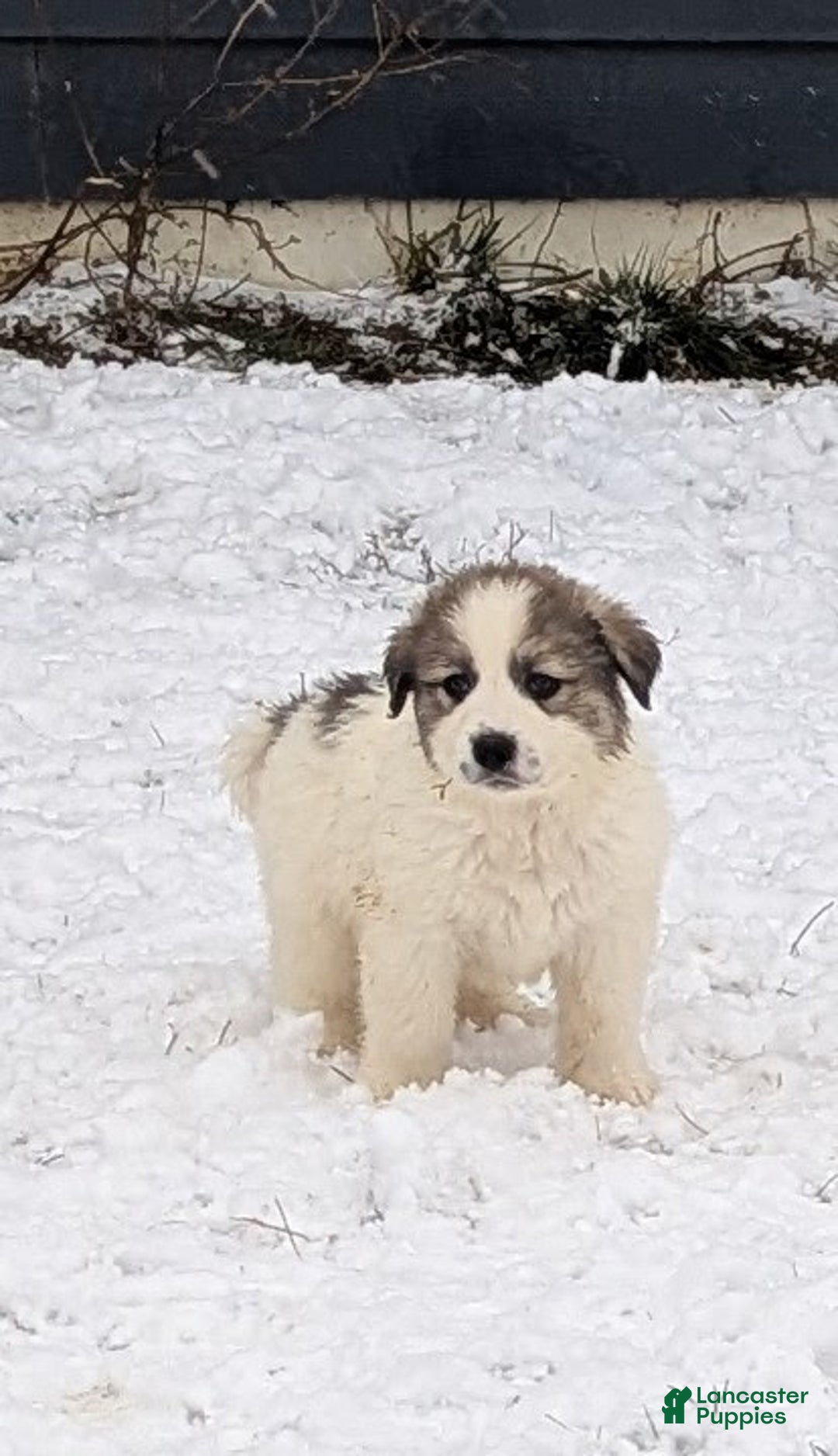 Great Pyrenees dogs for sale: Spot - Ad 11
