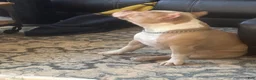 American Bully dogs for sale: American Bully 2 - Ad 16