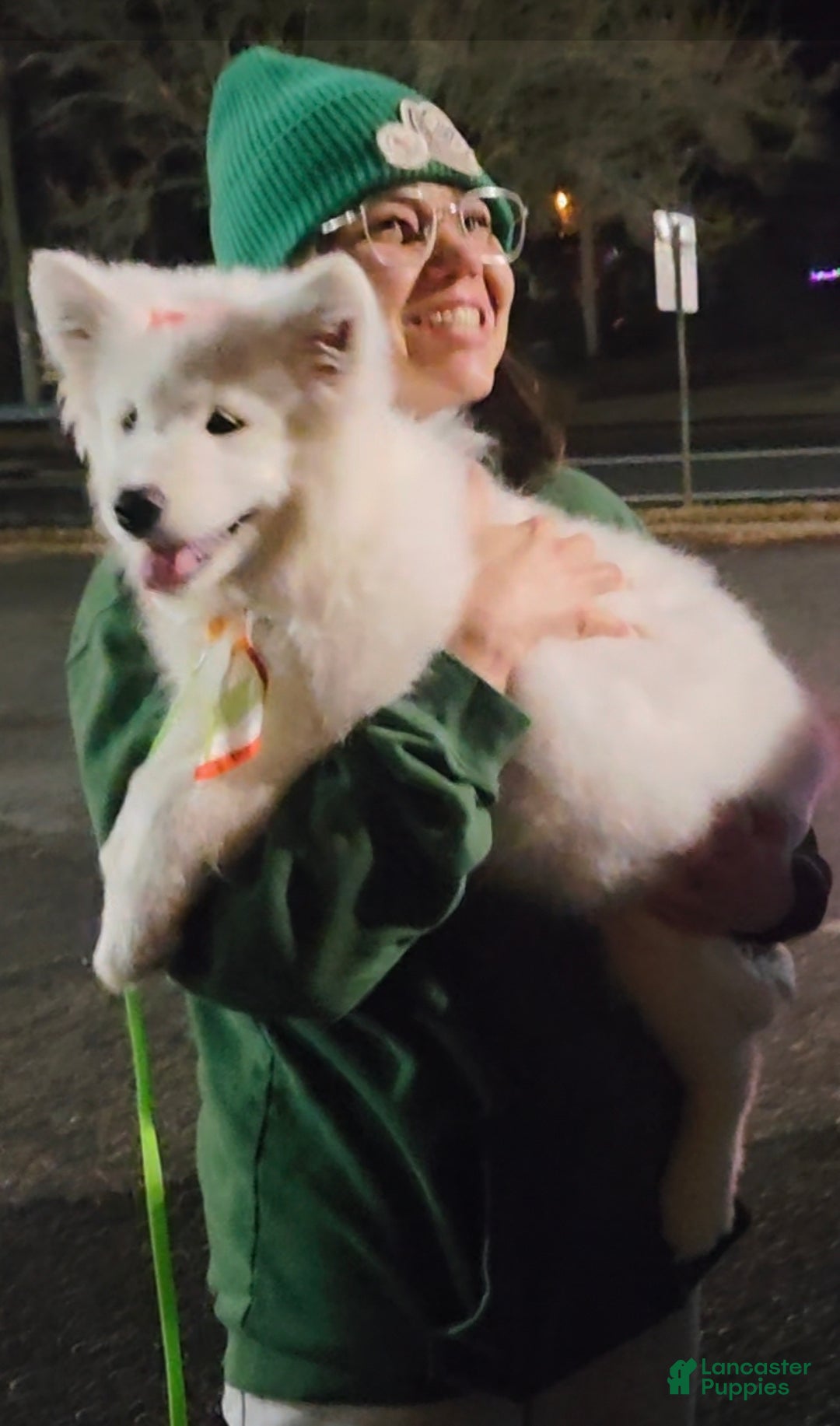 Samoyed dogs for sale: Rainbow - Ad 12