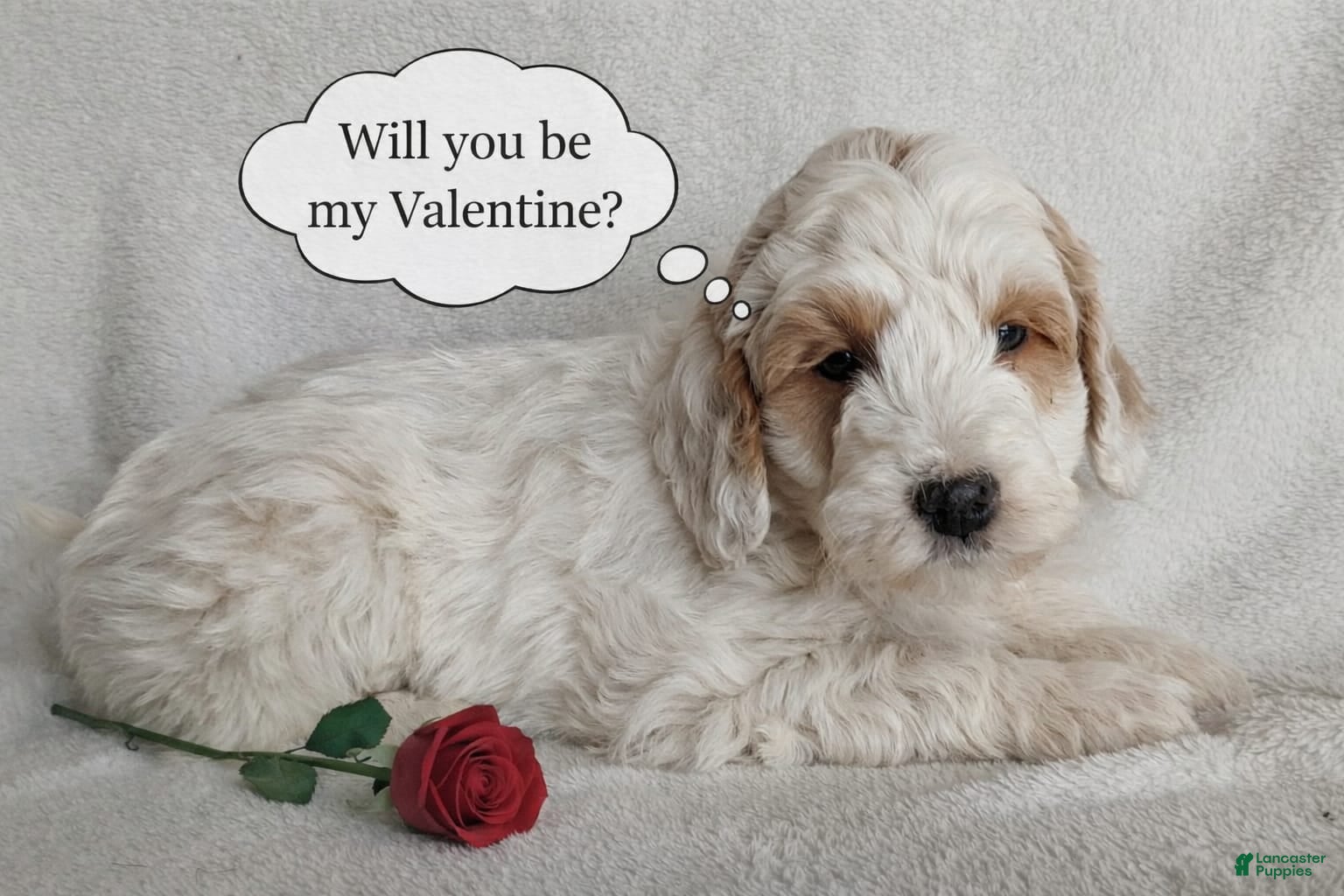 Mini Goldendoodle dogs Dante F1B - Ad 11