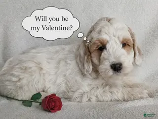 Mini Goldendoodle dogs Dante F1B - Ad 11