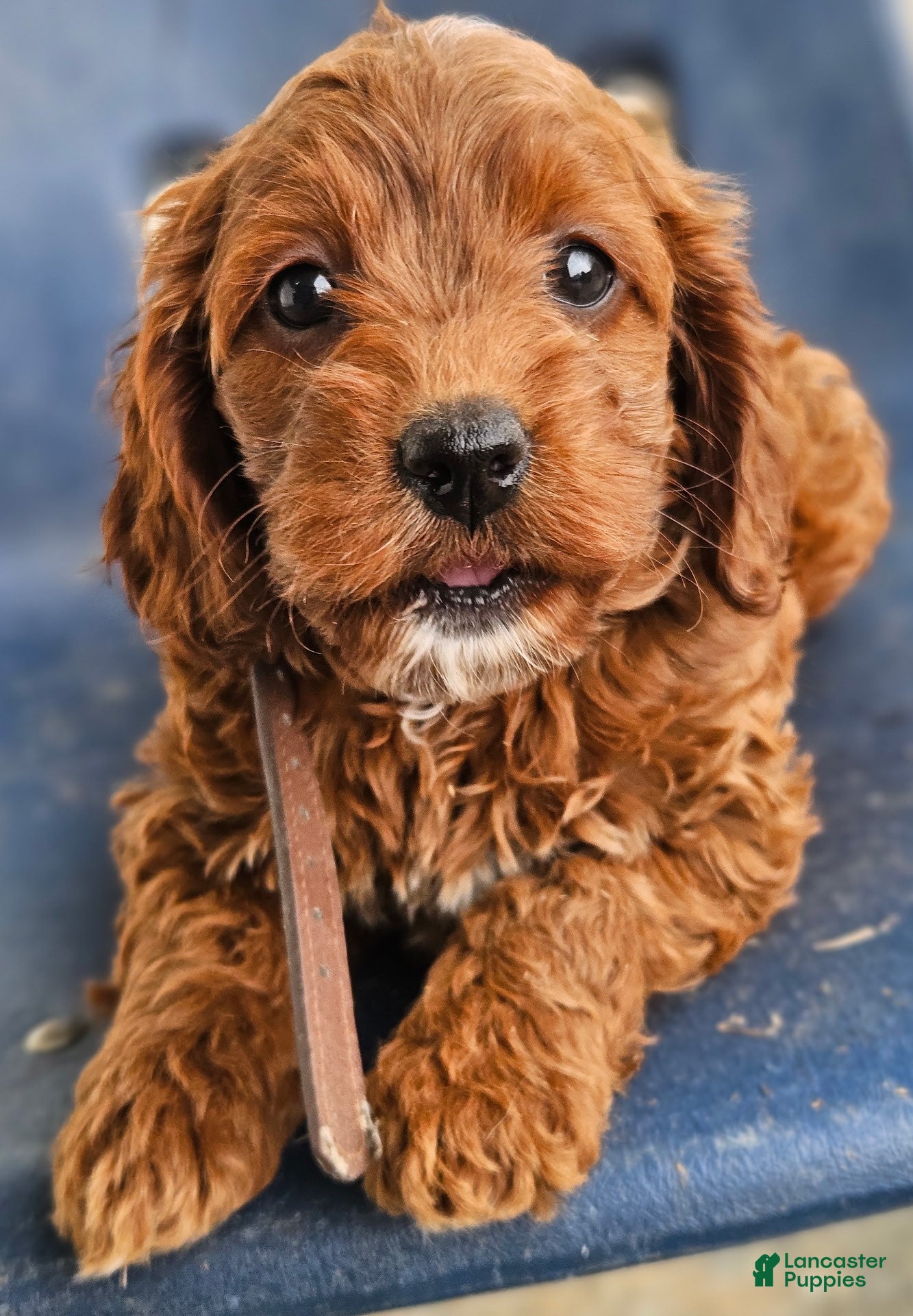 Cockapoo dogs Cuddles - Ad 1