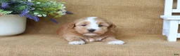 Havanese dogs for sale: Harmony - Ad 5