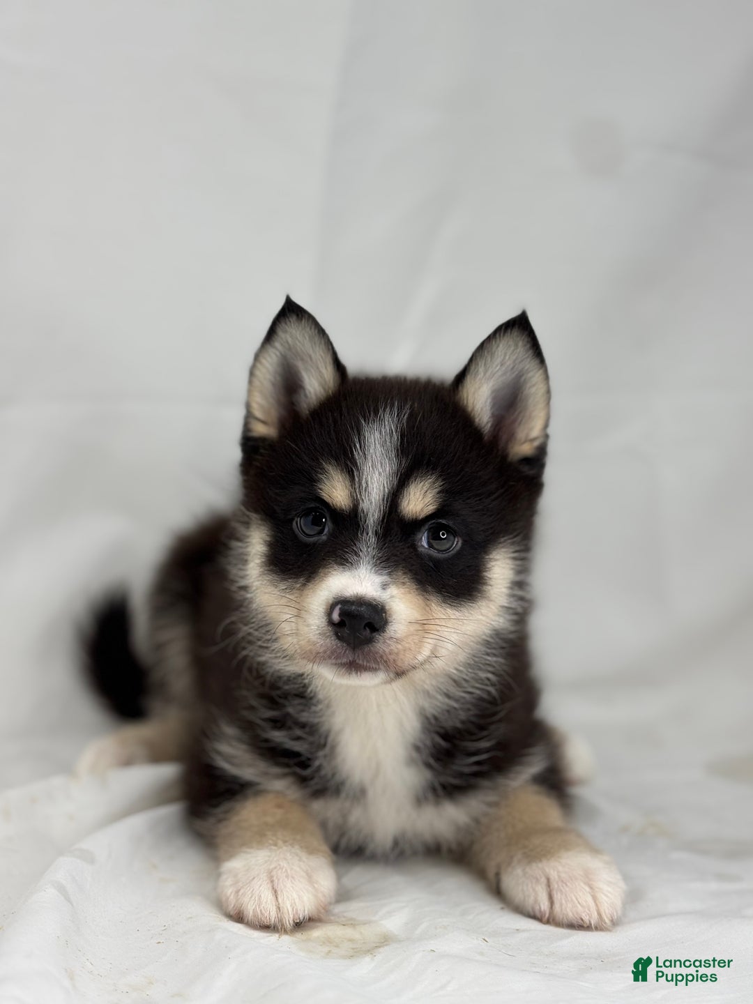 Pomsky dogs for sale: Zara - Ad 4