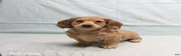 Dachshund dogs for sale: Andrew - Ad 5