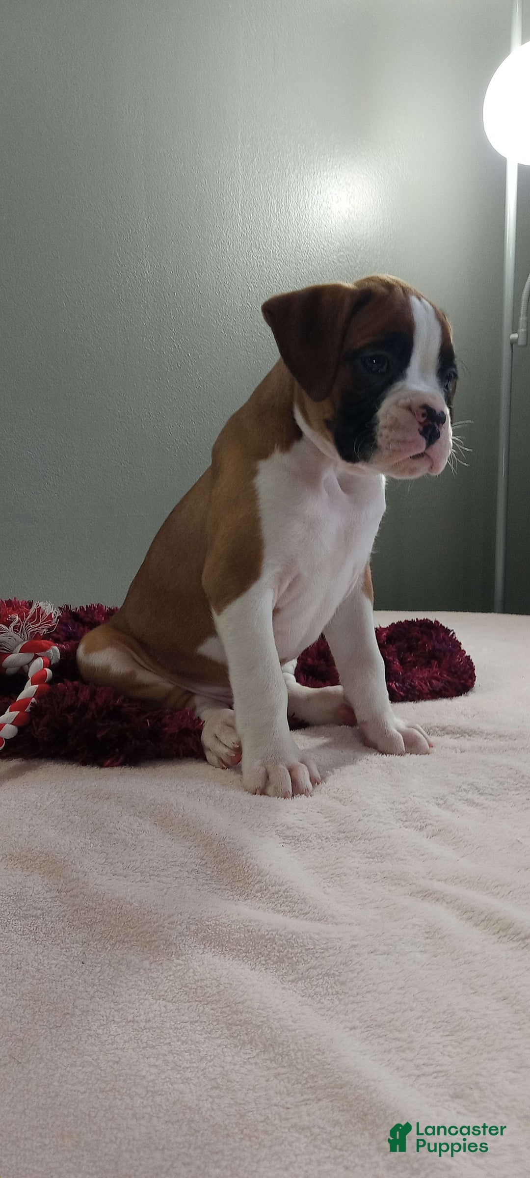 Gallery Image {{count}}