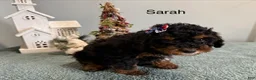Mixed Breed dogs for sale: Sarah  - Ad 1