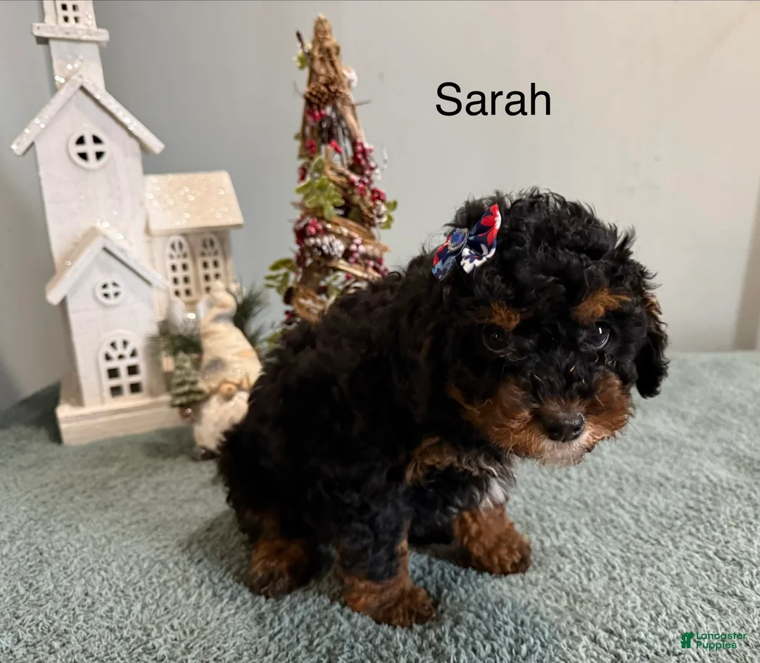Mixed Breed dogs for sale: Sarah  - Ad 1