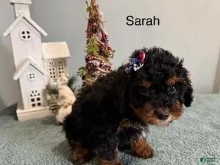 Mixed Breed dogs Sarah - Ad 38