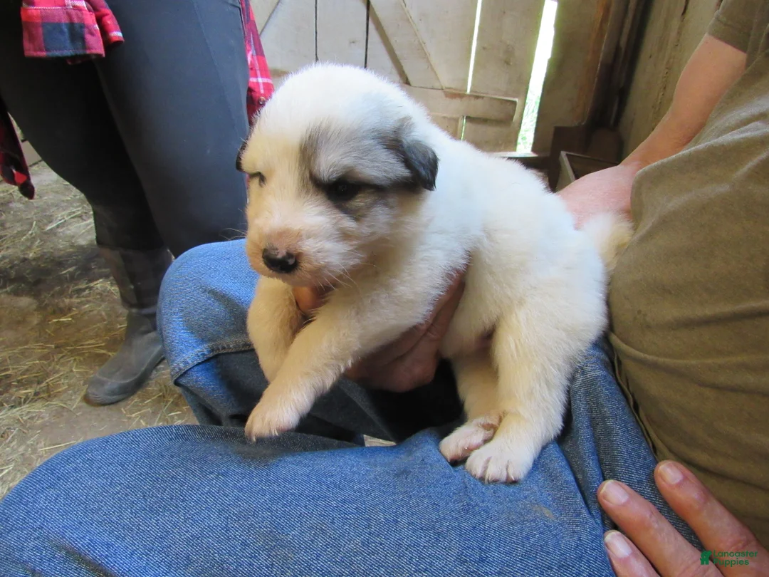 Great Pyrenees dogs for sale: Orange Badger face Male Great Pyrenees Puppy  - Ad 2