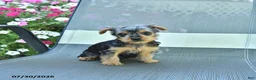 Yorkshire Terrier dogs for sale: Jennie - Ad 3