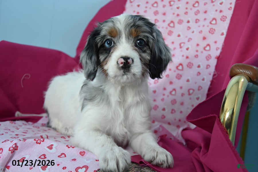 Cavapoo dogs Reba - Ad 10