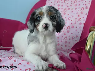 Cavapoo dogs Reba - Ad 36