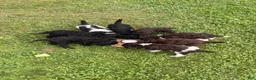 Standard Poodle dogs for sale: Standard Poodle 5 - Ad 4