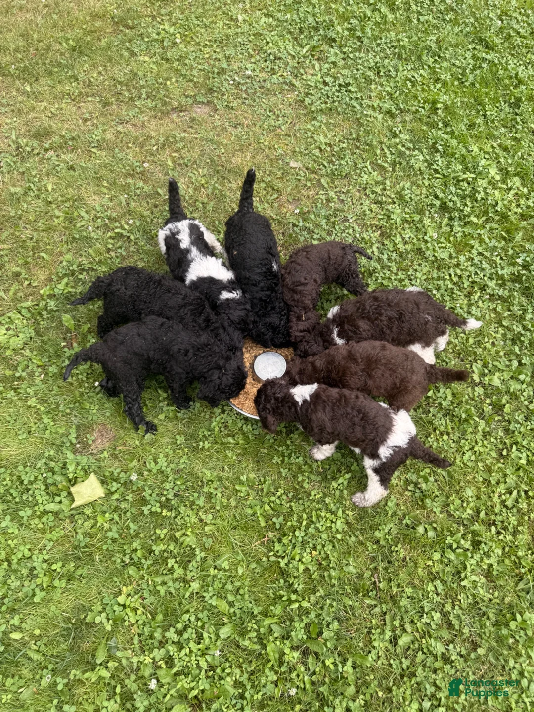 Standard Poodle dogs for sale: Standard Poodle 5 - Ad 4
