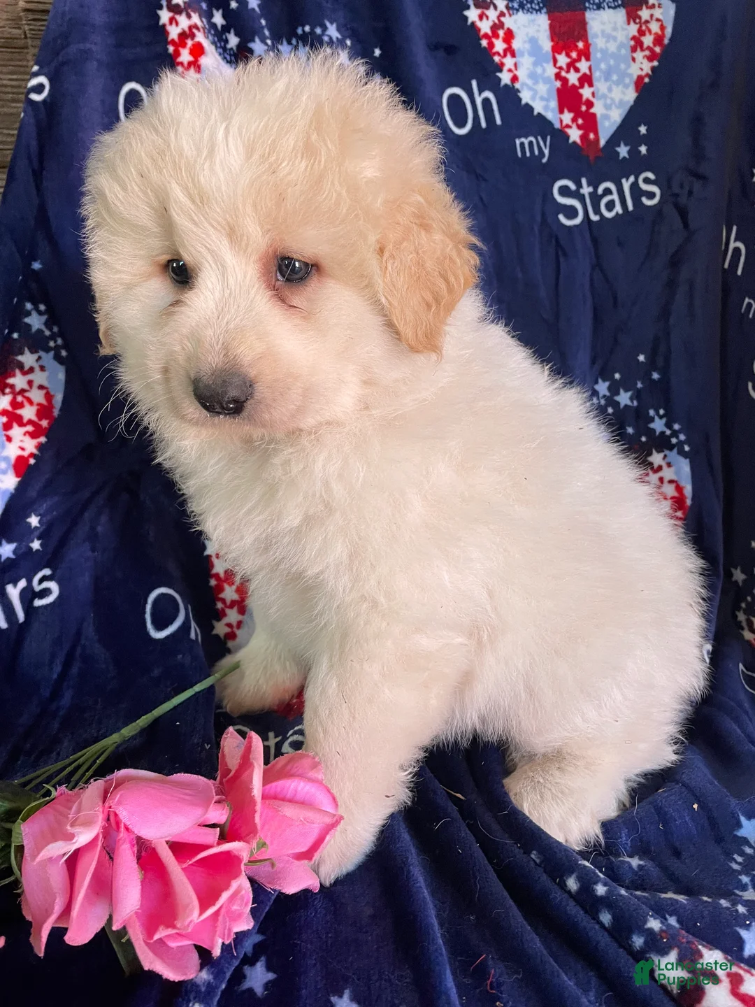 Great Pyrenees dogs for sale: Thor - Ad 2