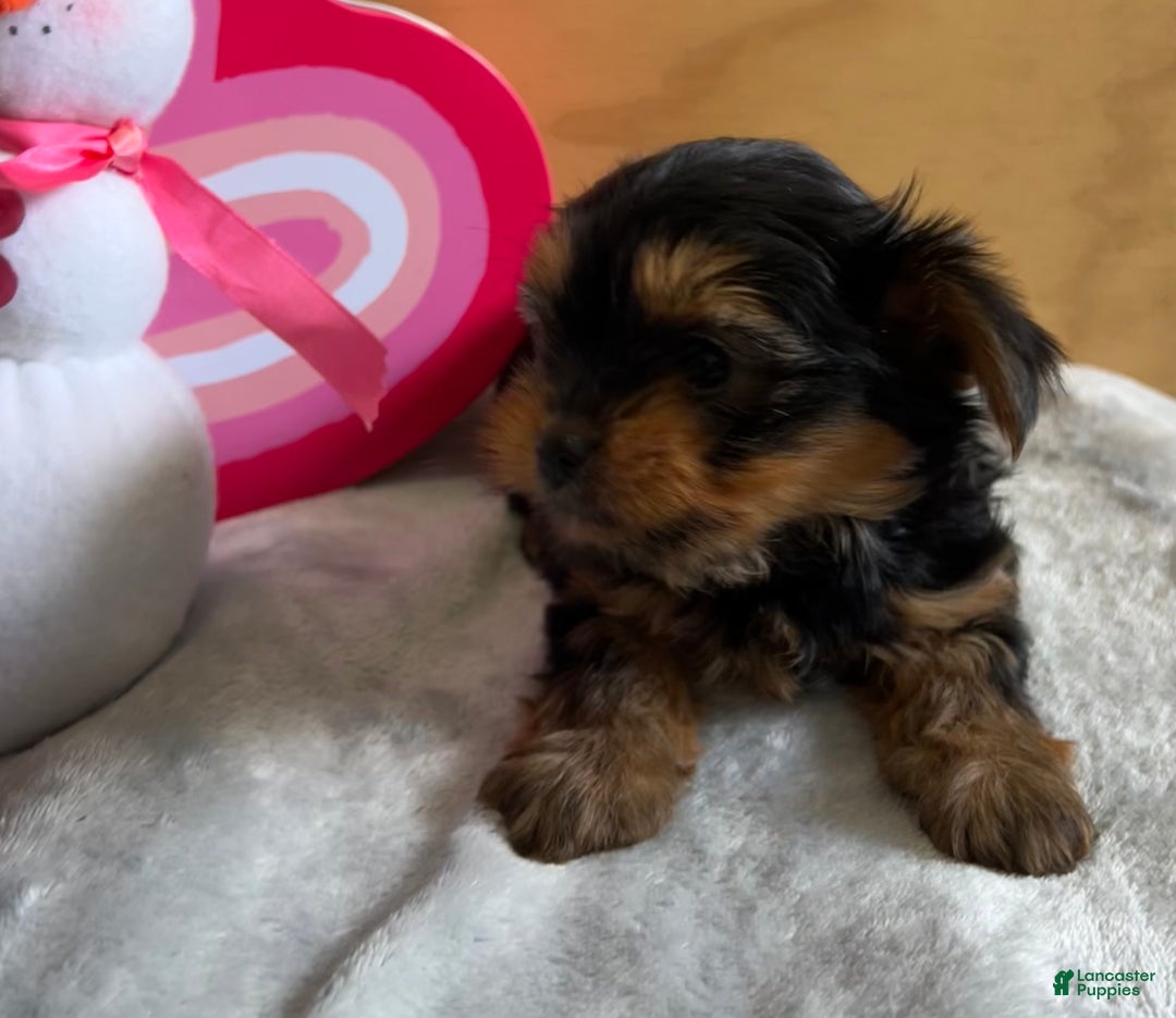 Yorkshire Terrier dogs for sale: Lance - Ad 5