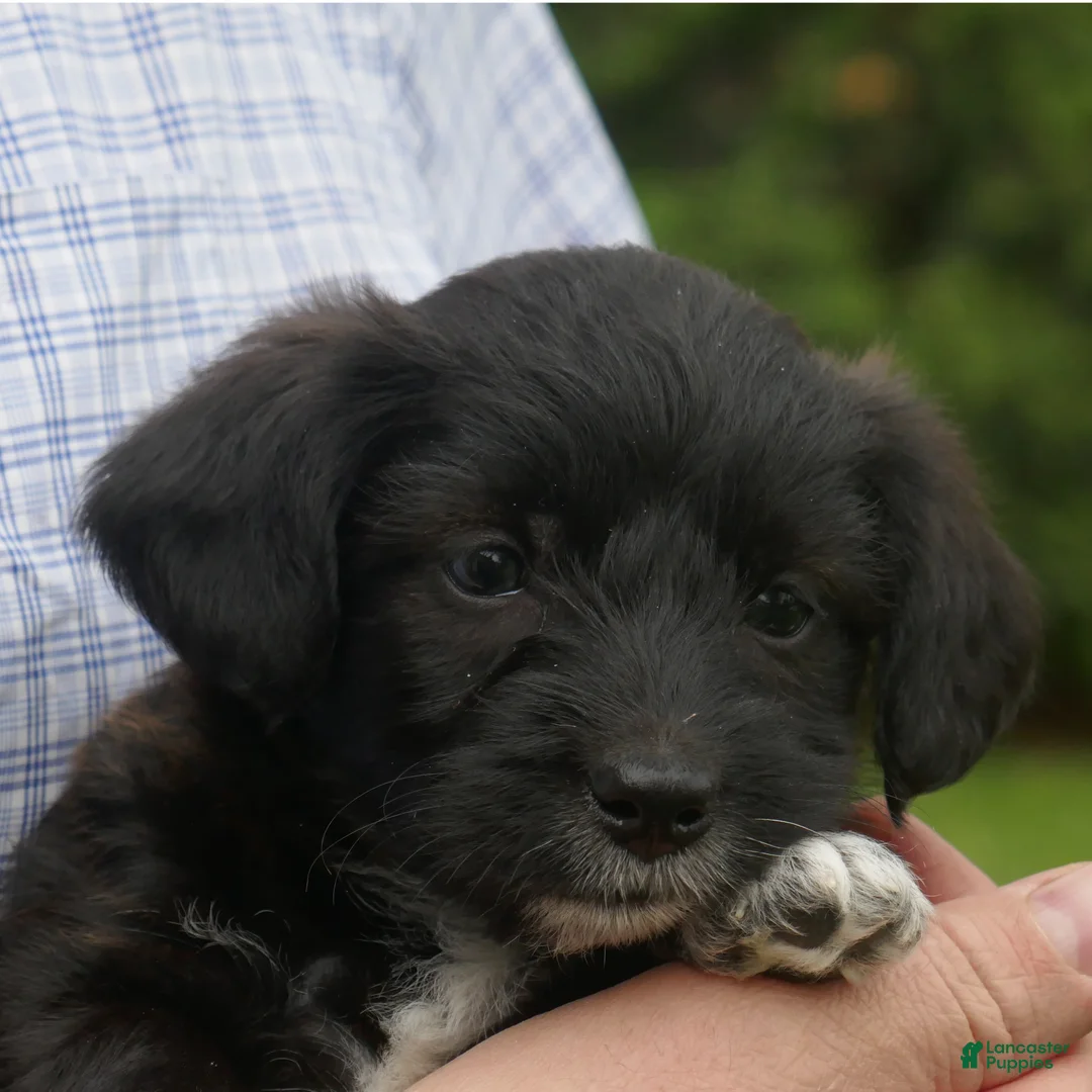 Corgipoo dogs for sale: Cinnamon - Ad 1