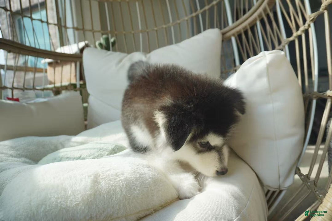 Alaskan Malamute dogs for sale: Xiao Hong - Ad 10