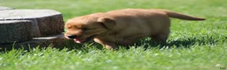 Golden Retriever dogs for sale: Finn - Ad 5