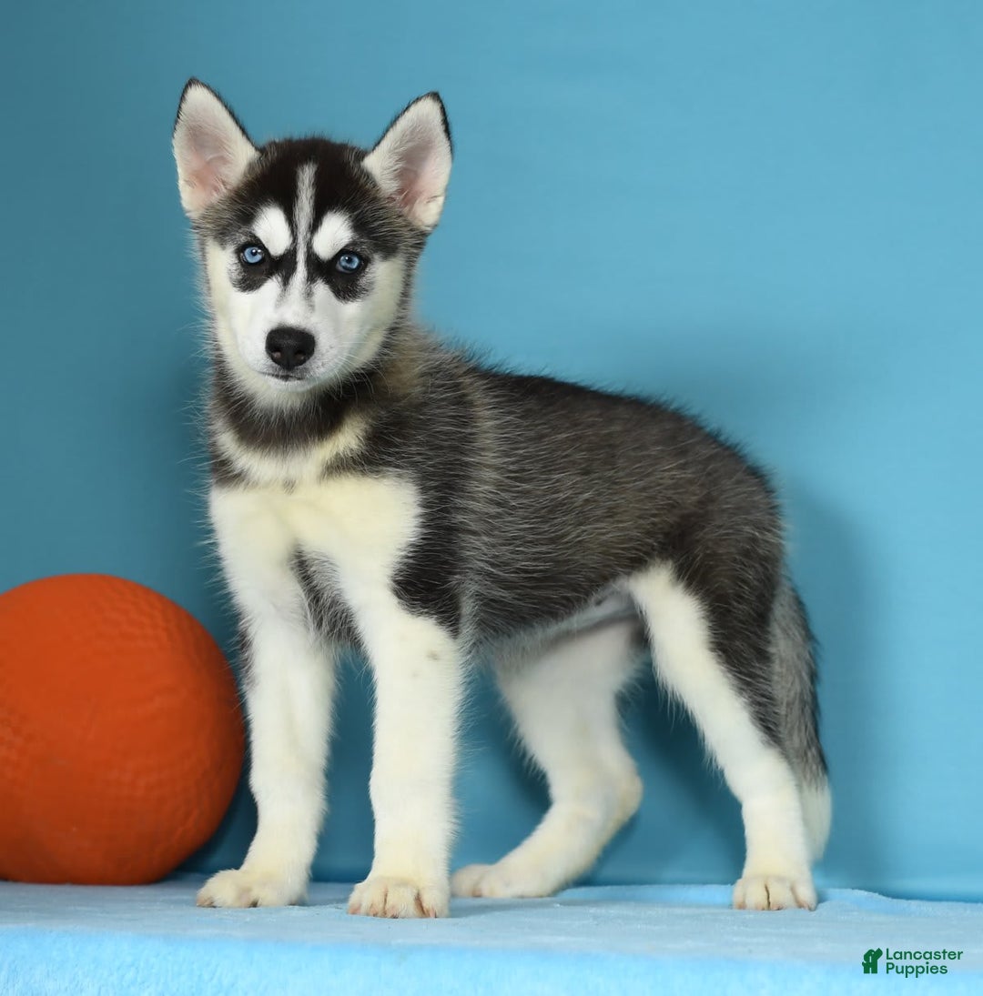 Hunting Beagles Deer Beagles For Sale Craigslist Pyrenees Golden