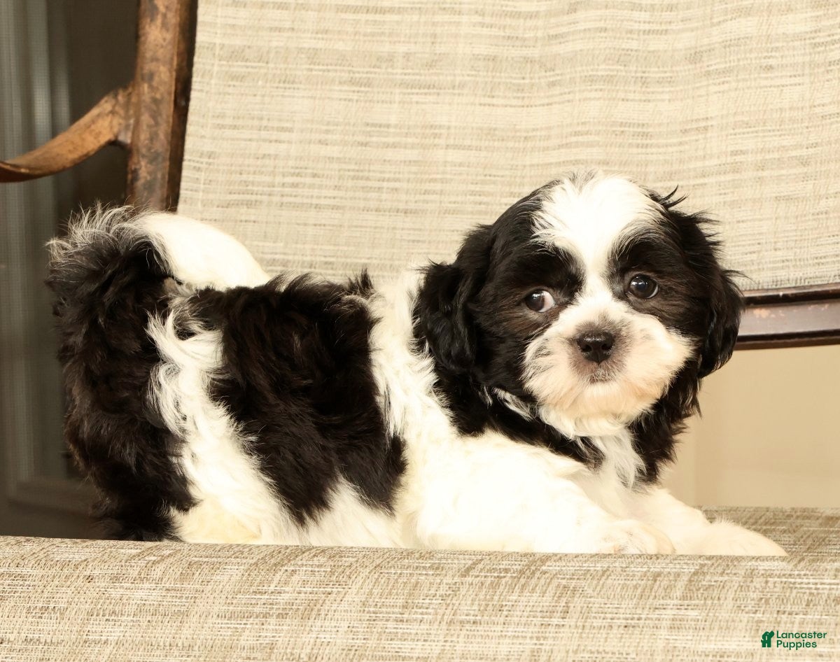 Malshi dogs for sale: Max - Ad 5