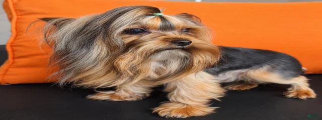simbaa