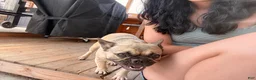 French Bulldog dogs for sale: Vanessa - Ad 3