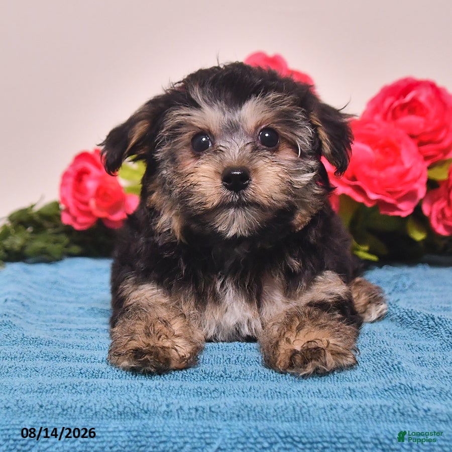 Yorkiepoo dogs Reba - Ad 1