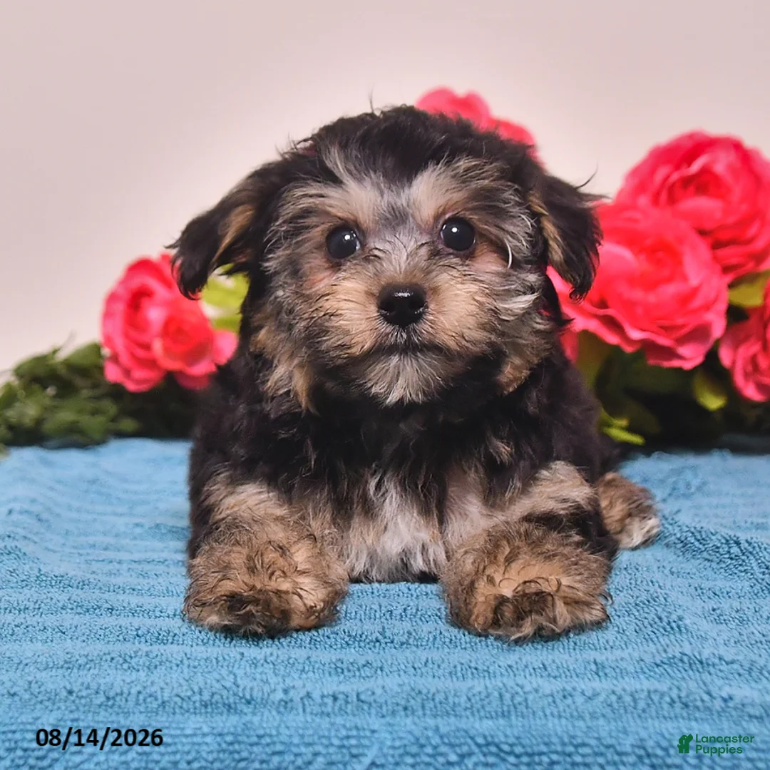 Yorkiepoo dogs for sale: Reba - Ad 1