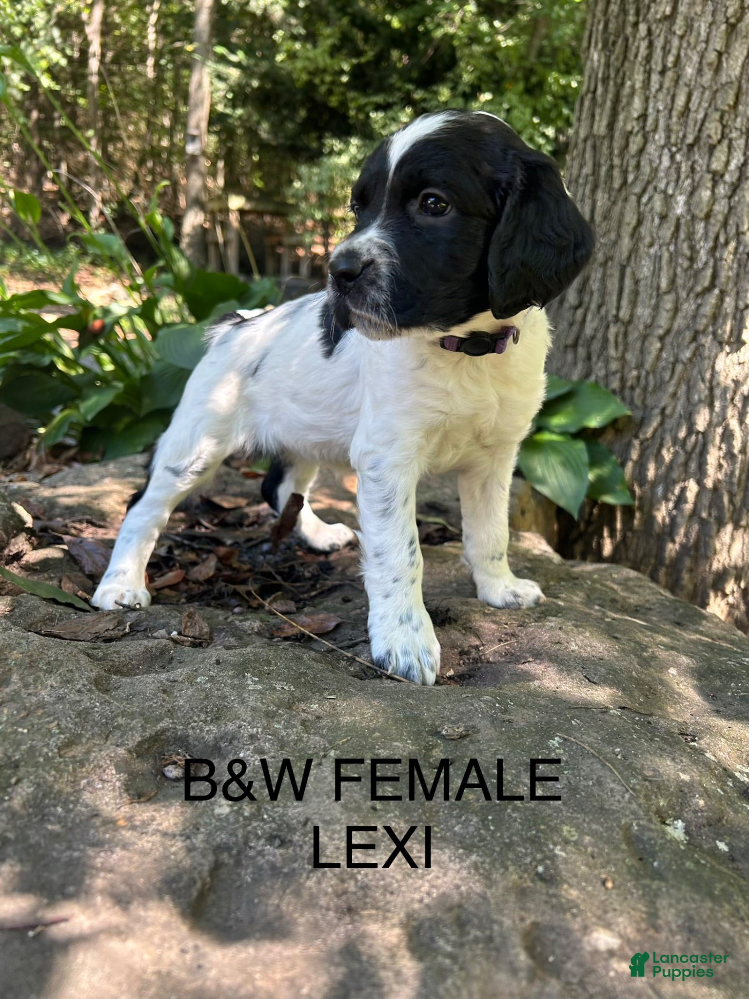 English Springer Spaniel dogs English Springer Spaniel 3 - Ad 1