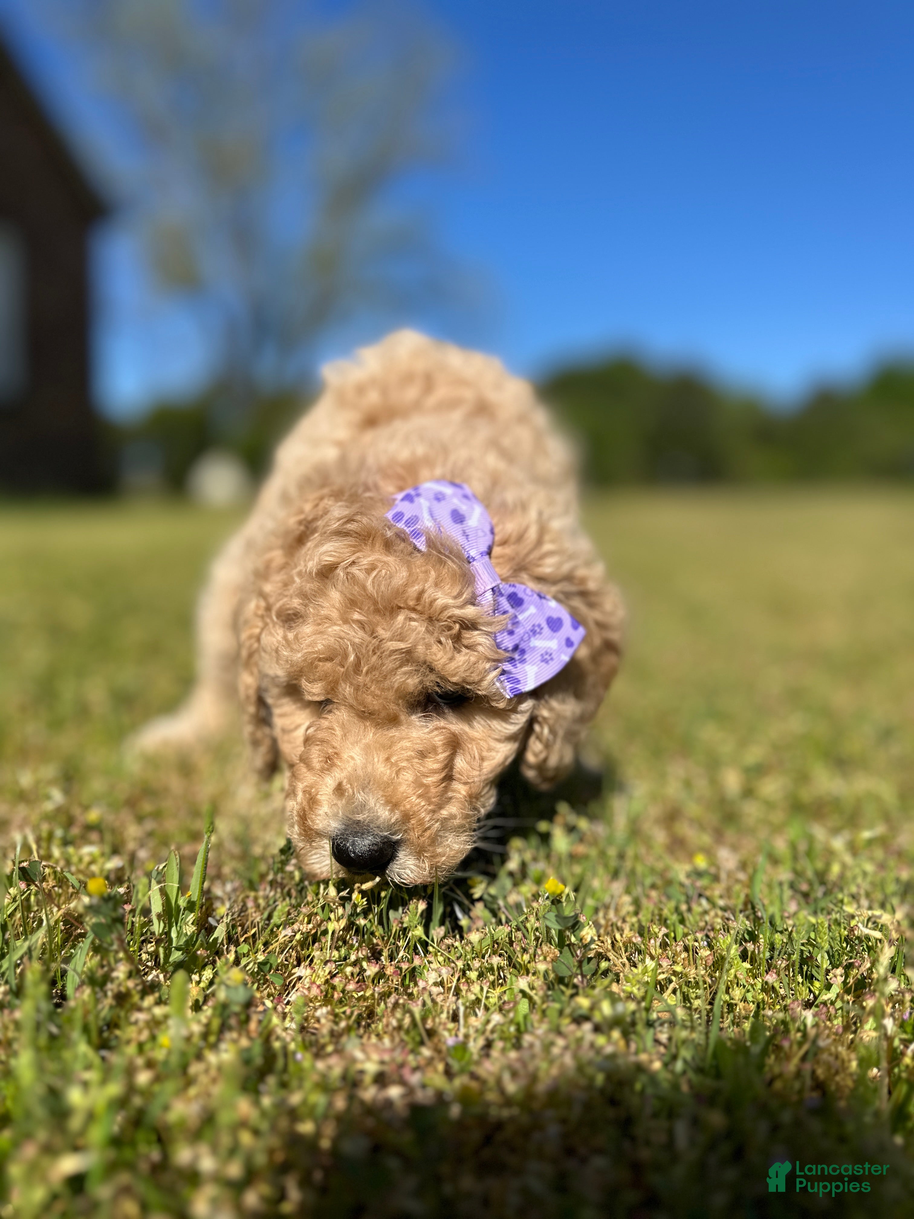 Goldendoodle dogs Goldendoodle Puppy 6 - Rosey - Purple Collar - Ad 26