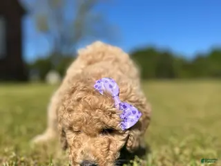 Goldendoodle dogs Goldendoodle Puppy 6 - Rosey - Purple Collar - Ad 28