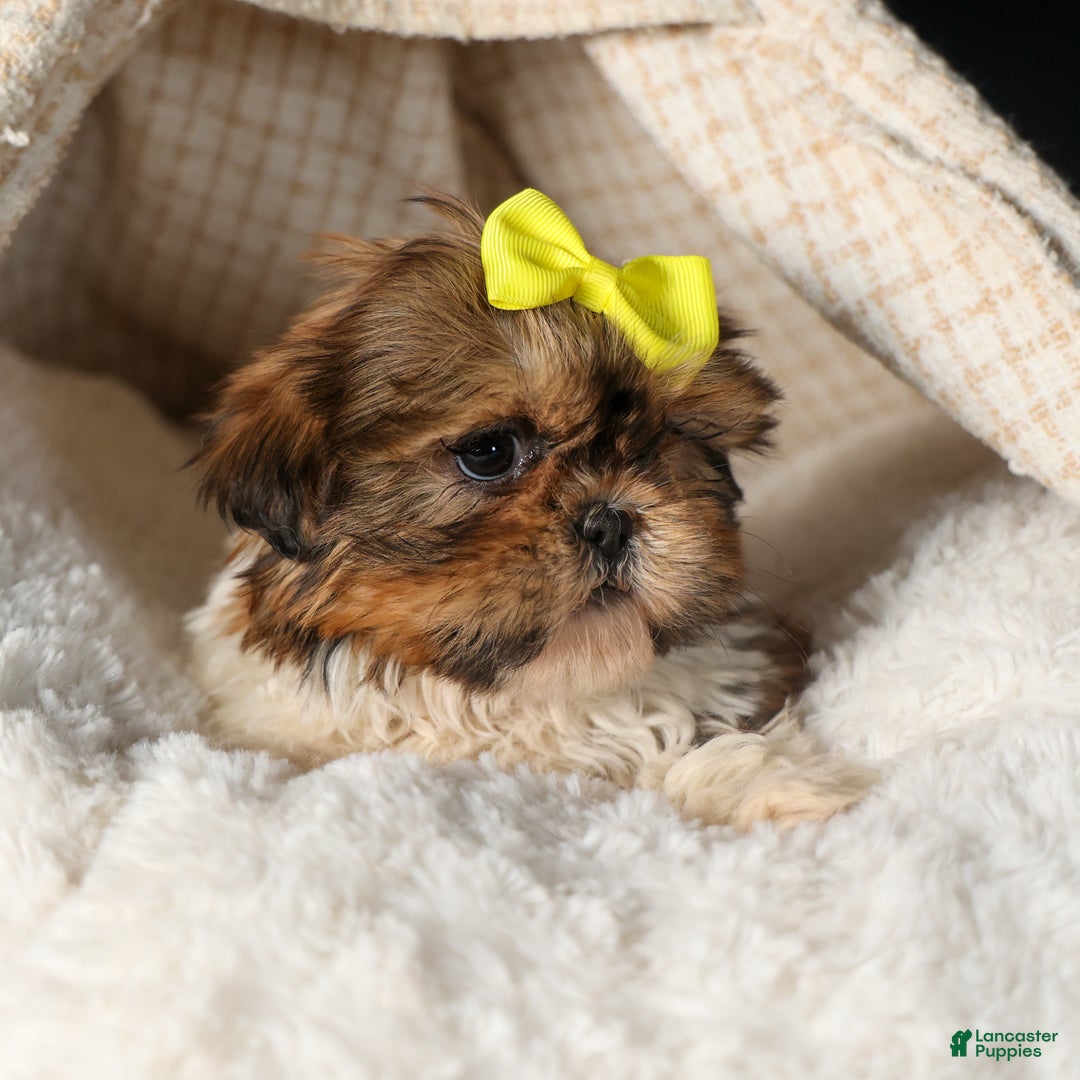 Shih Tzu dogs for sale: RHODA - Ad 4