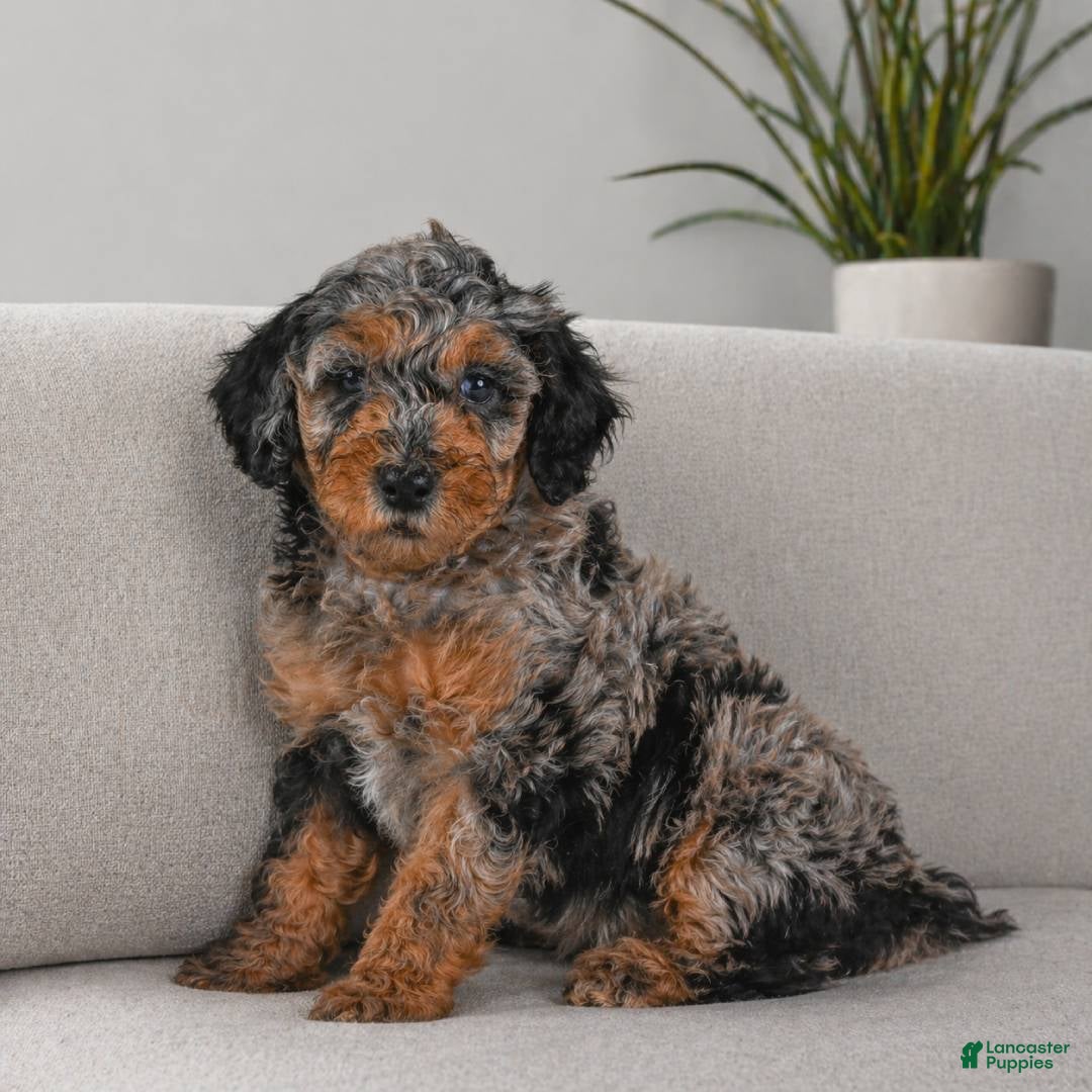 Miniature Poodle dogs MIKE - Ad 2