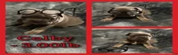 French Bulldog dogs for sale: Colby - Ad 6