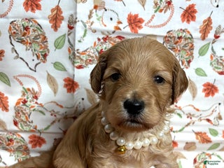 Goldendoodle dogs - Ad 4