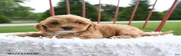 Cockapoo dogs for sale: Leah - Ad 3