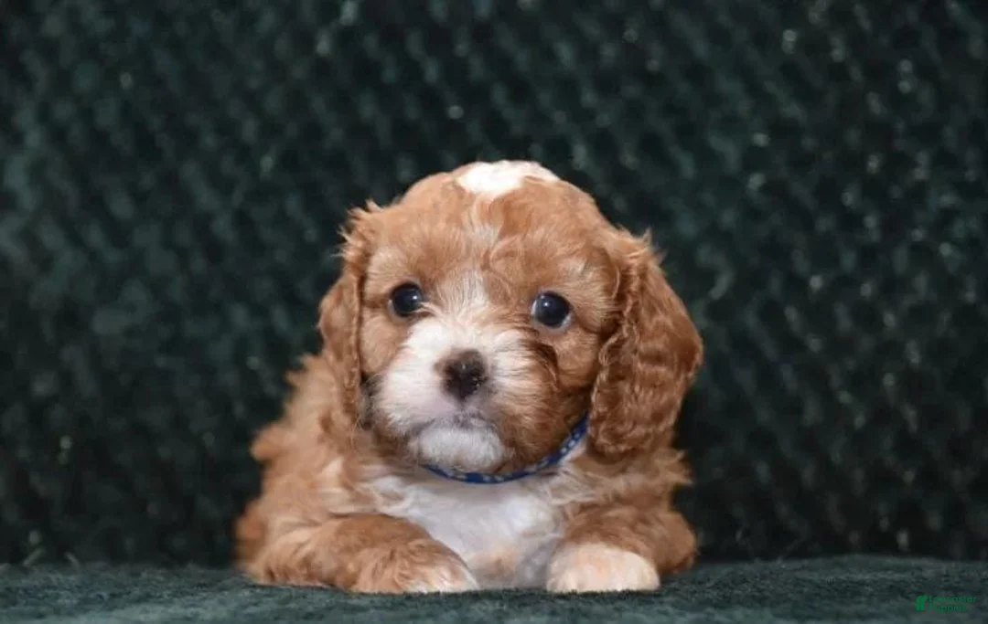 Cavapoo dogs for sale: Luna - Ad 1